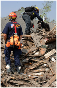 FEMA Urban Search and Rescue Task Force members utilize their rescue dogs to search for residents impacted by Hurricane Katrina. Jocelyn Augustino/FEMA
