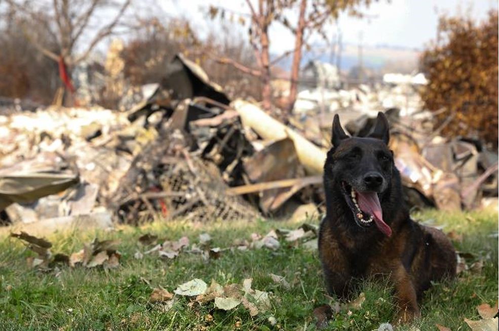 Search and Rescue Team canine Nyx Rests while Scouring Fire-Damaged Areas for Survivors in Oregon