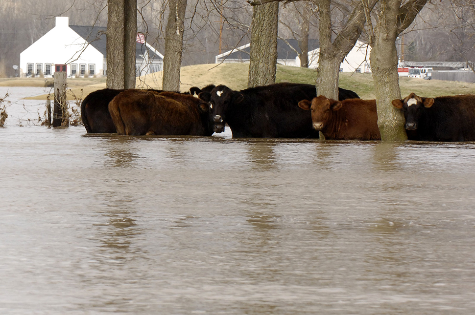 Eureka, Missouri, on March 22, 2008. Flood water stranded cattle are being rescued in the region.