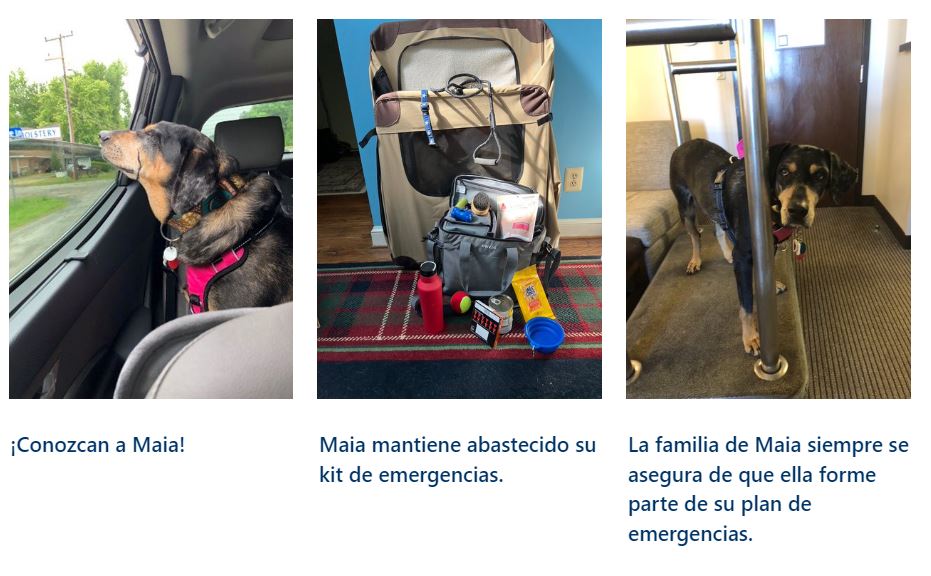 1)	Un perro sentado en un automóvil  2)	Un bolso de transporte para mascotas, comida y otros artículos del kit de emergencia 3)	Un perro sobre un carretón de transporte de equipaje 