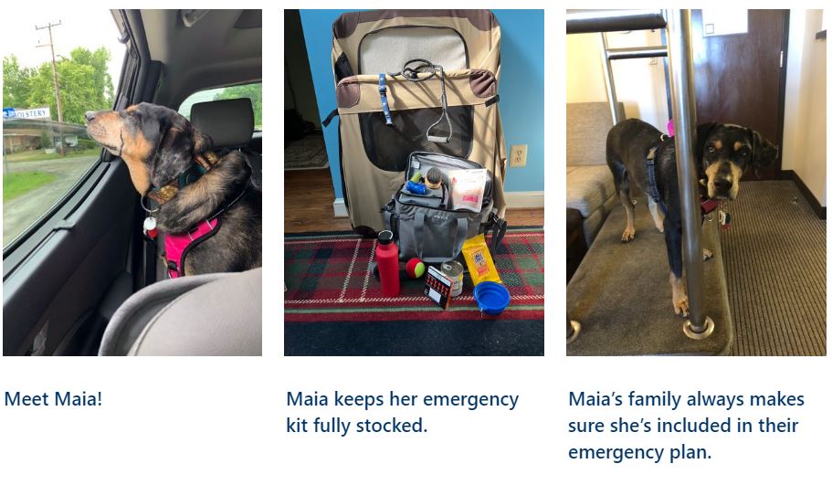 1.	A dog in a car 2.	A pet crate, food and other emergency kit supplies. 3.	Dog standing on hotel luggage cart.