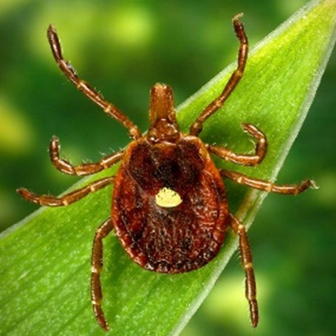 Tick