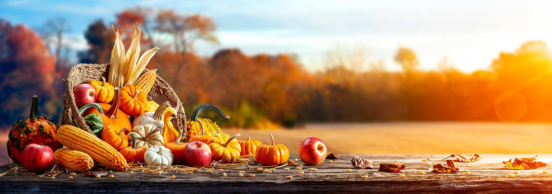 Pumpkins, corn, and apples in a basket on a wood bench. 