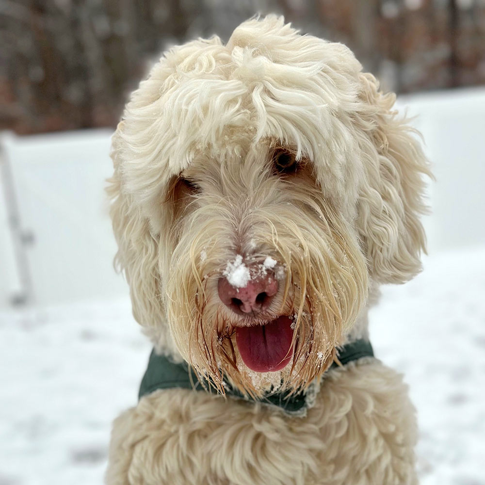 Dog in snow.