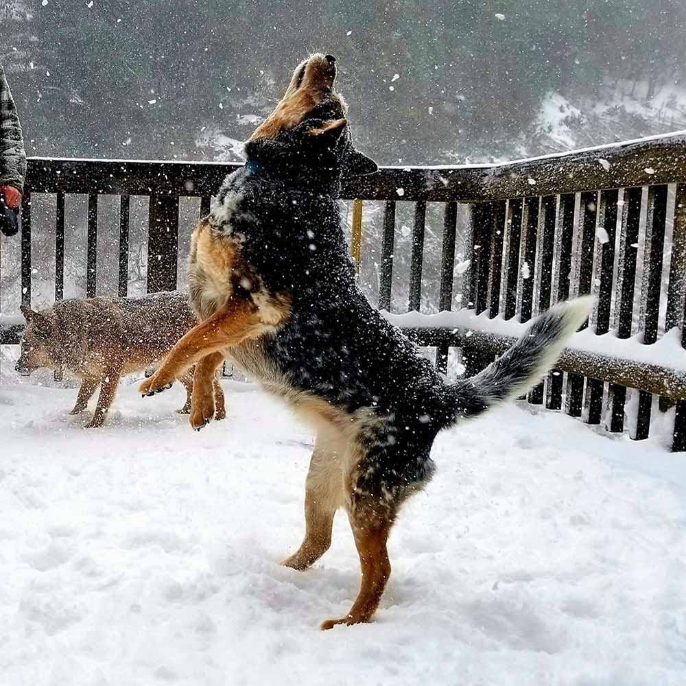 Dog jumping in snow.