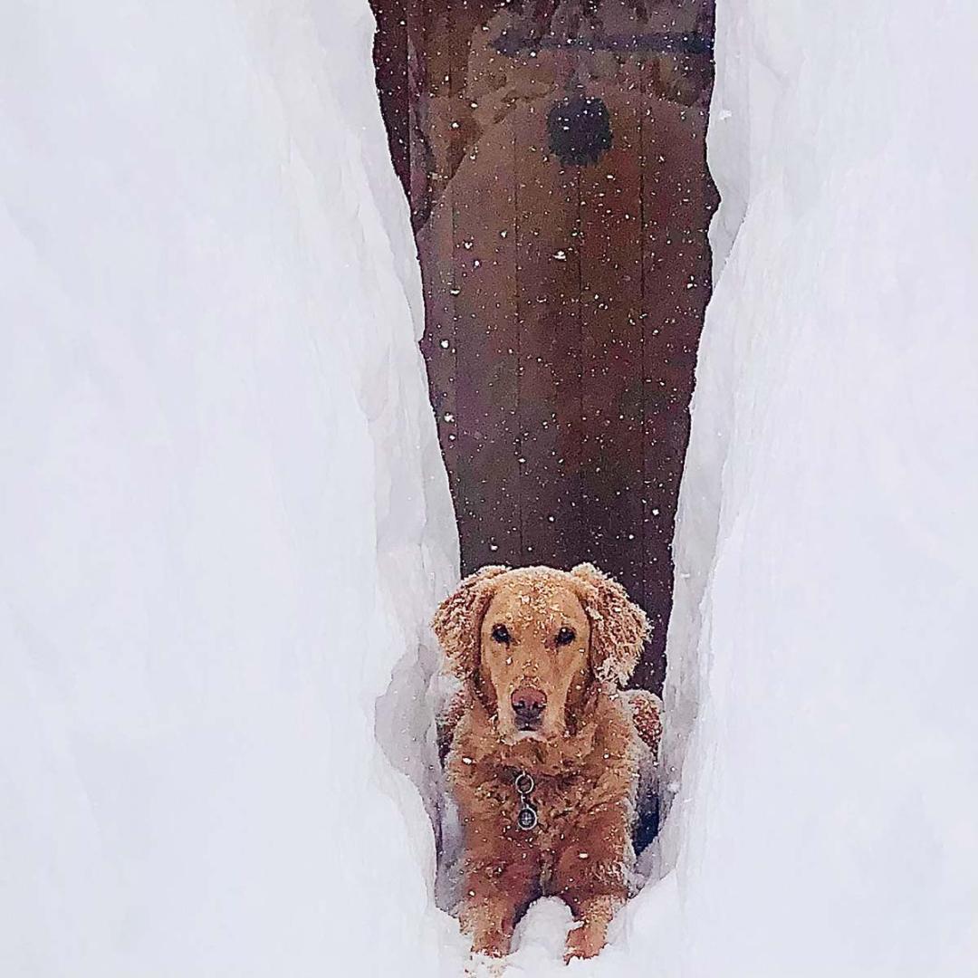 Dog in snow.