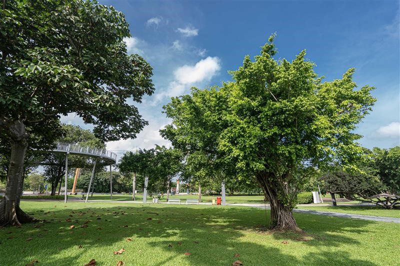 Park view of two big trees and grass area