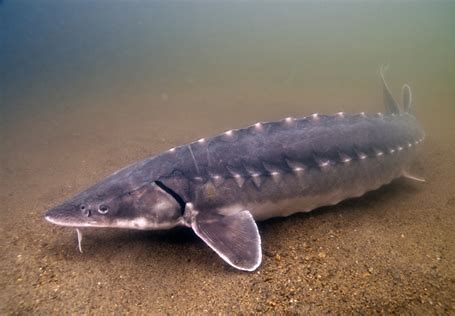 Gulf Sturgeon in fresh water. 