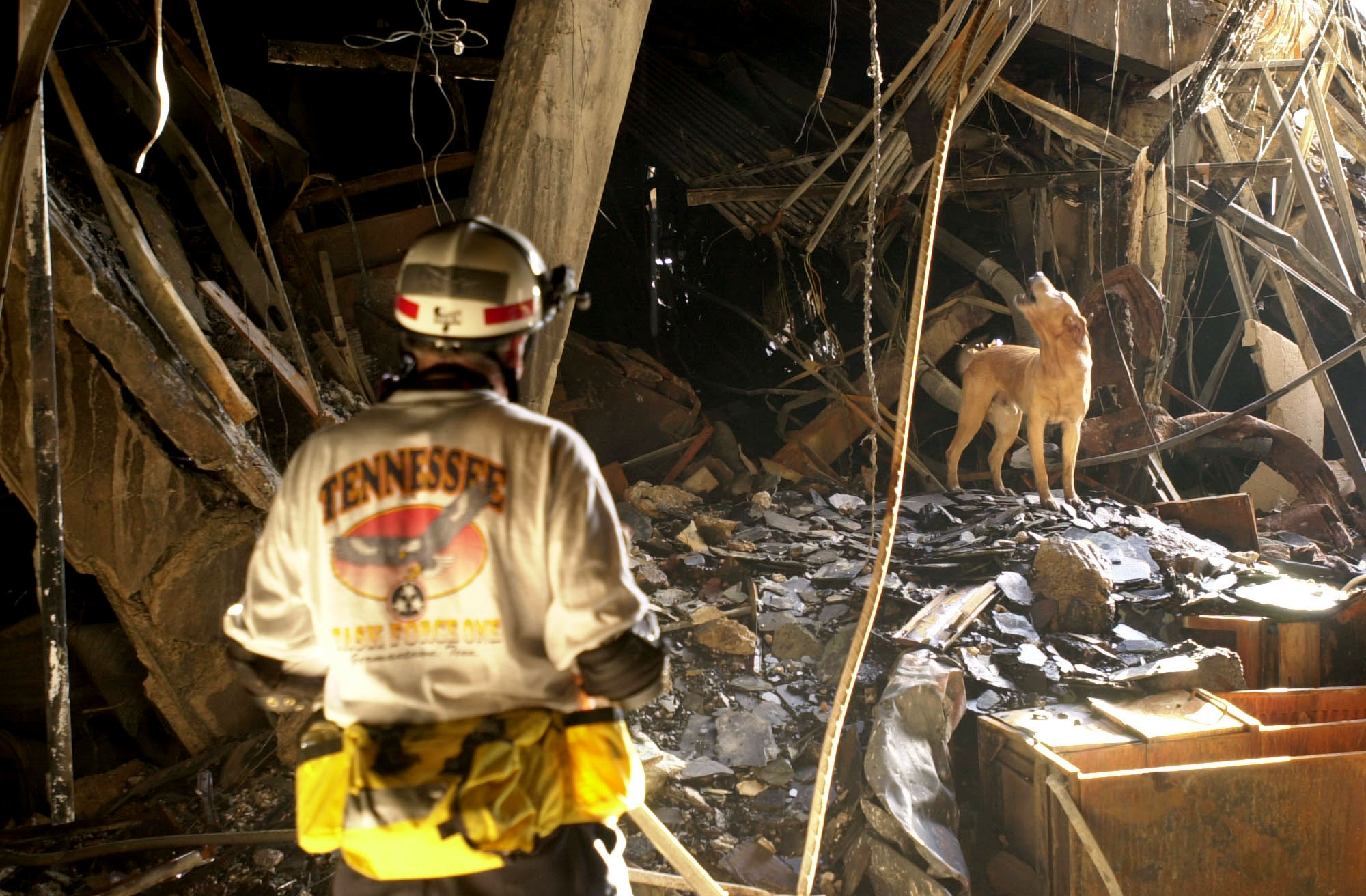 Dog howling in debris after September 11 attack on the Pentagon