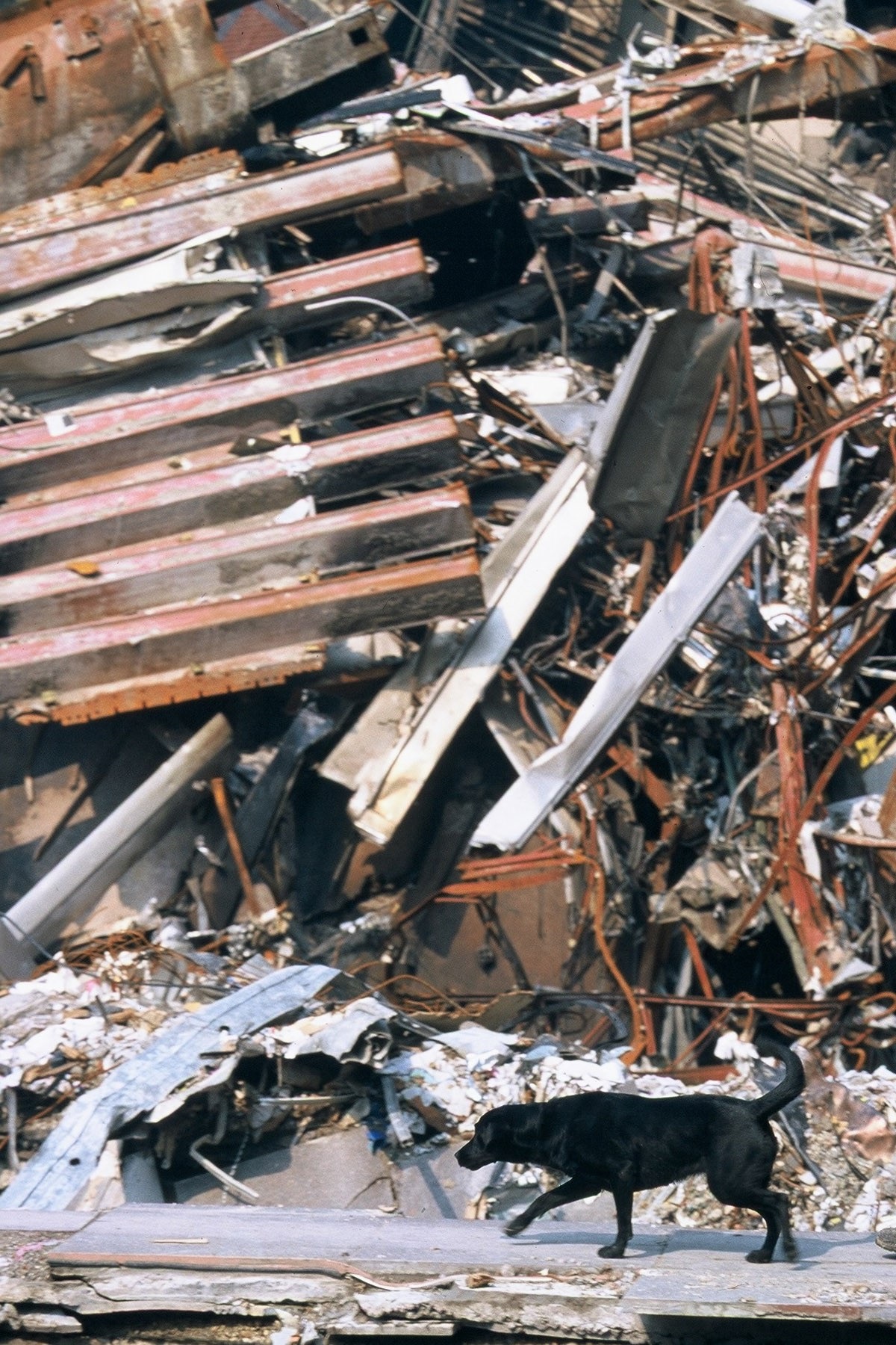 Black dog walks through debris at Ground Zero in New York after 9/11 attacks.