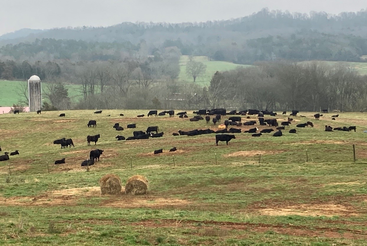 Herd of Cows in a green pasture. 