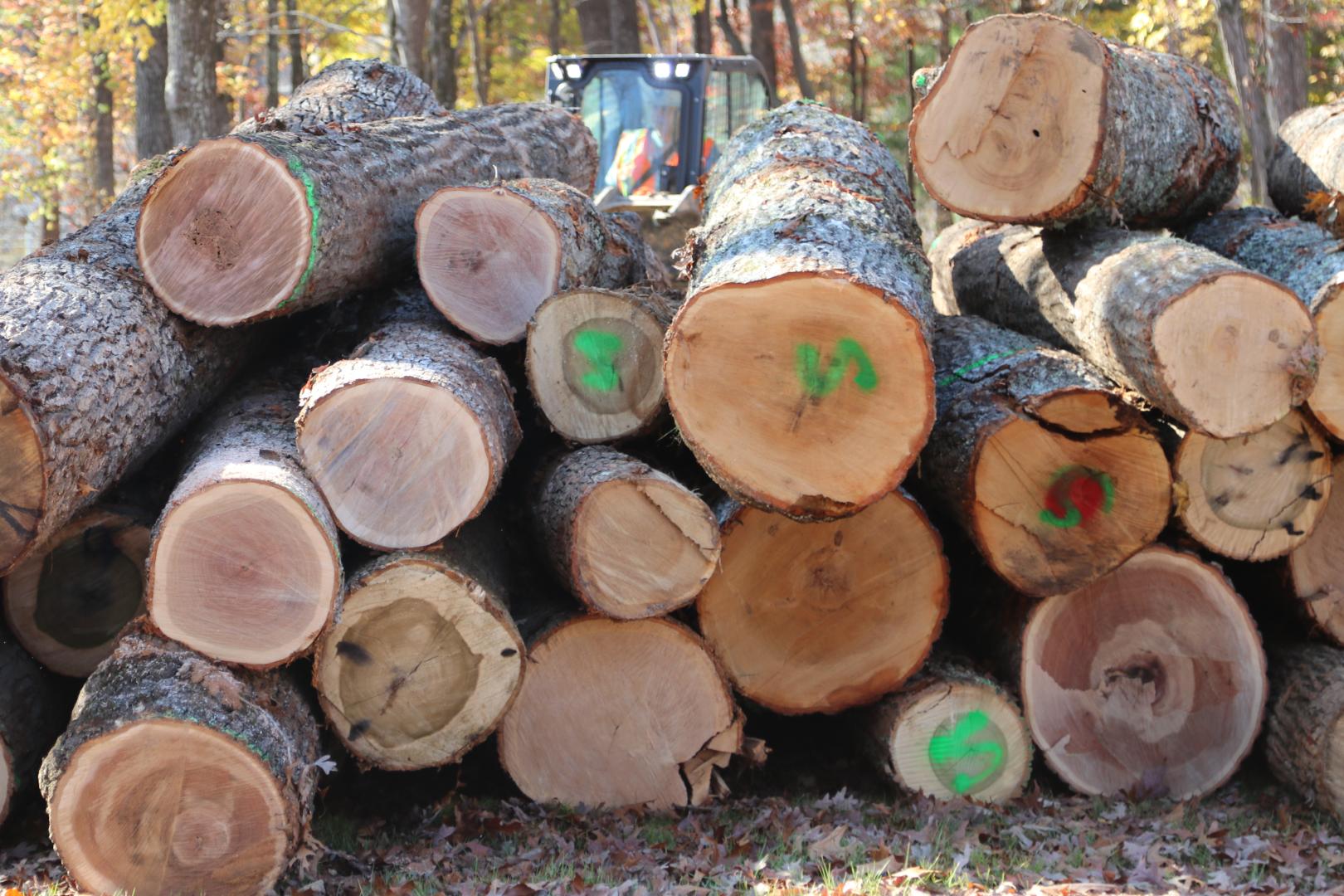 ASHEVILLE, North Carolina - Wood from fallen trees is sorted Nov. 7, 2024. The trees are being sorted by potential use, including furniture material, firewood and mulch.