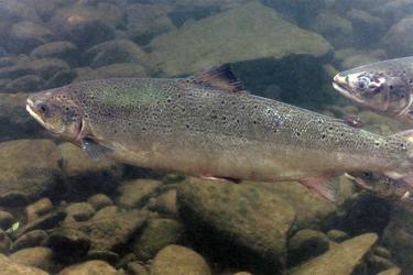 An atlantic salmon in the water.
