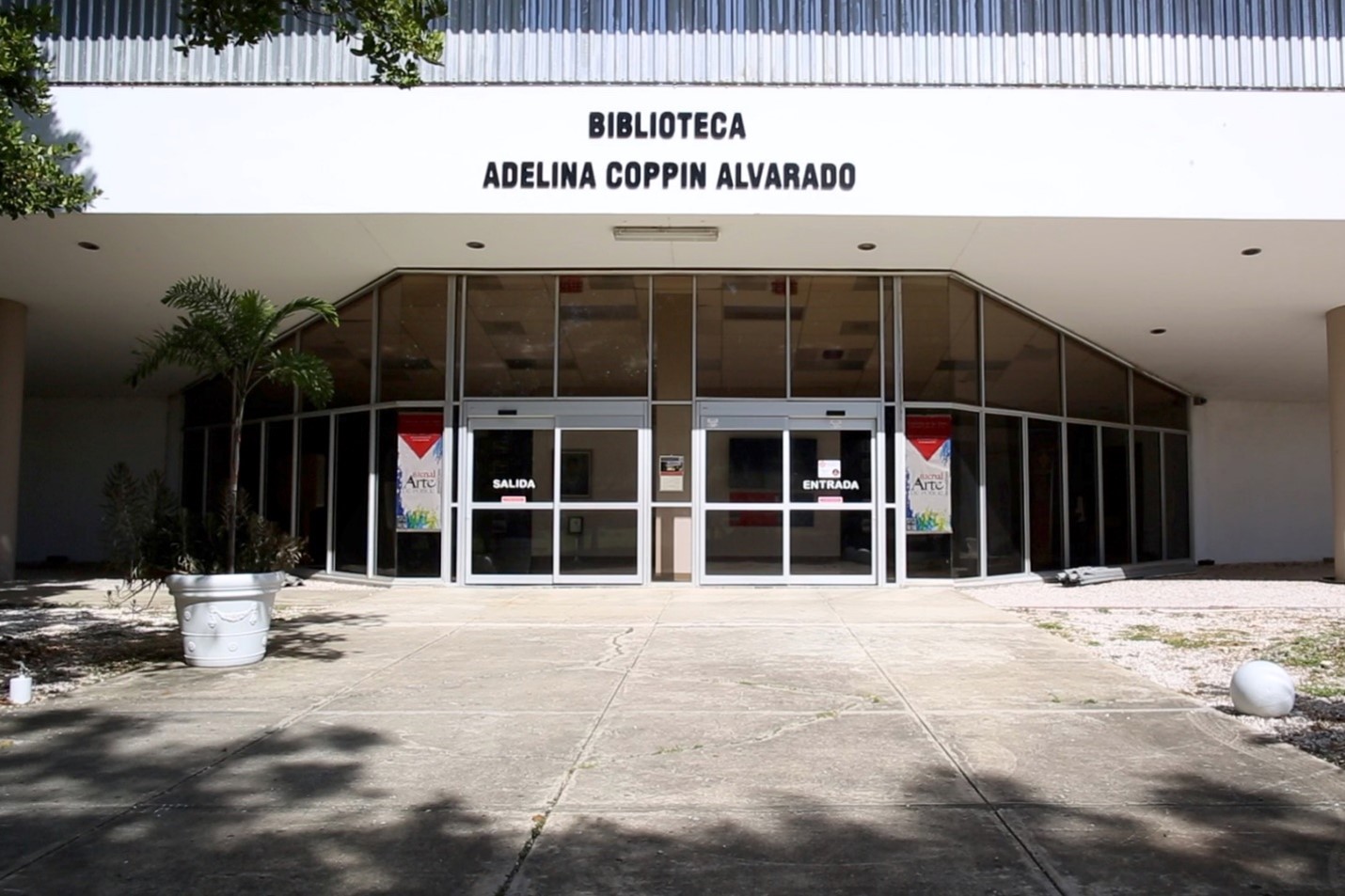 Front view of library with glass doors. In front white planter with palm tree.