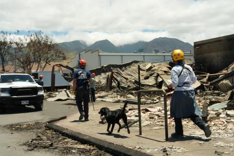 Image with caption: Maui, Hawaii -- Empleados de FEMA participan en la respuesta federal ante los incendios forestales en Hawaii.