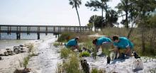 Volunteers plant sea grass on a beach in Florida to help dunes keep their shape, creating abuffer from waves.