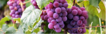 Figure 11: California vineyards used pesticides heavily in the 1970s